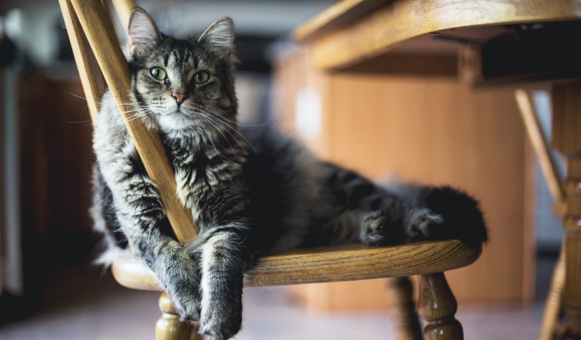 brown tabby cat on wooden windsor chair