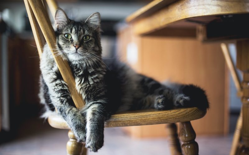 brown tabby cat on wooden windsor chair